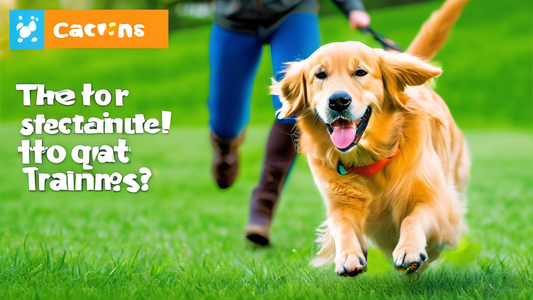 A golden retriever in a picturesque park eagerly retrieving a bright orange dog training bumper, with a professional dog trainer in the background giving a thumbs up. The scene includes lush green gra