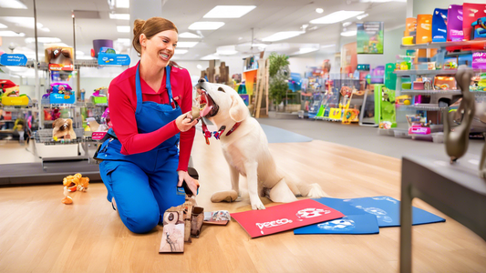 Create an image showing a friendly Petco trainer in a vibrant, well-lit training space, working with a happy, obedient dog. The trainer is demonstrating a command while holding a training clicker, and