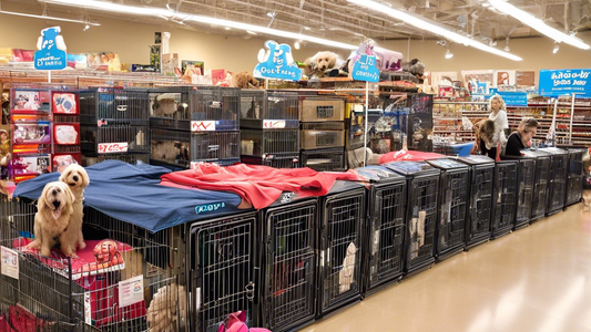 A spacious, well-lit Petco store aisle lined with various XL dog crates of different designs and materials. In the foreground, a happy customer is examining an open, sturdy XL dog crate with comfortab