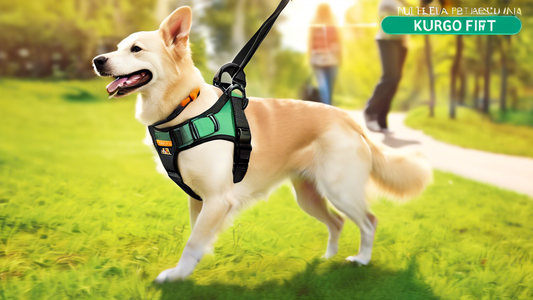 Create an image of a happy dog wearing a Kurgo Tru-Fit Harness, walking alongside its owner in a scenic park. The harness should be clearly visible and well-fitted. Include labels pointing to the vari