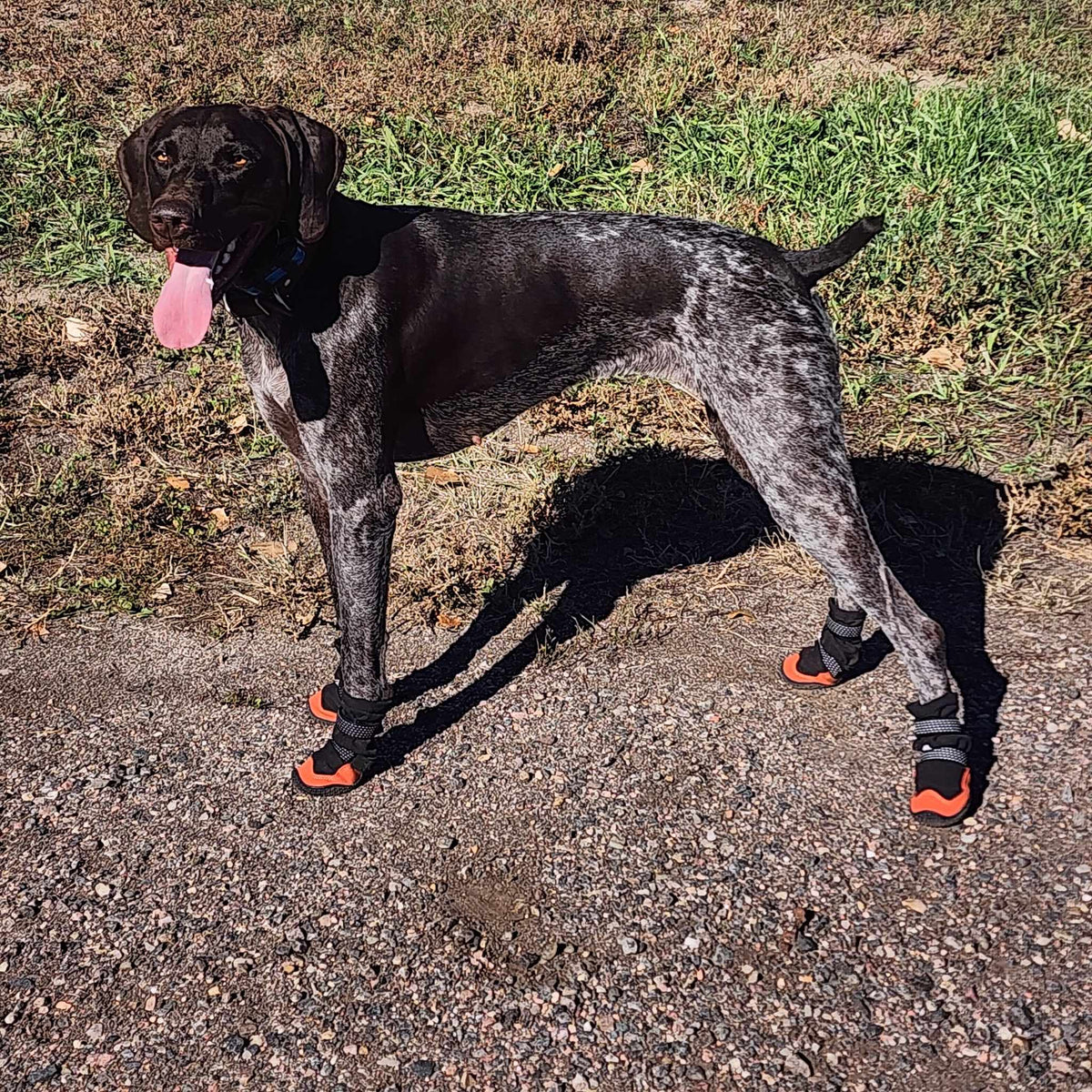 German Shorthaired Pointer standing on gravel wearing Yokum Gear Dog Boots
