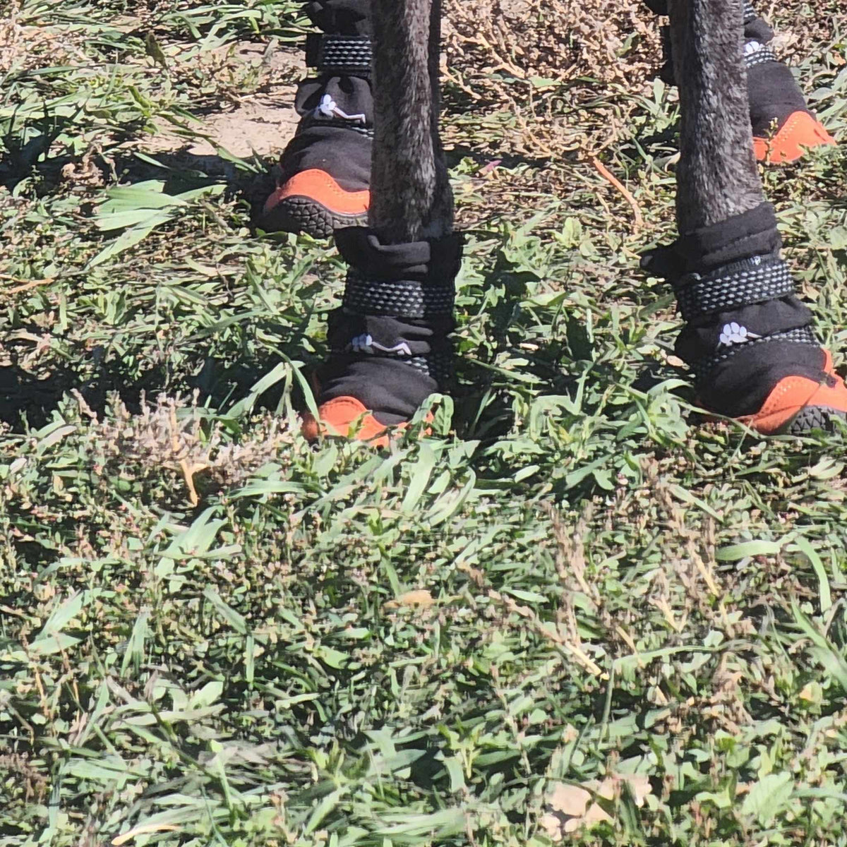 Close-up of Yokum Gear Dog Boots on a dog's front paws