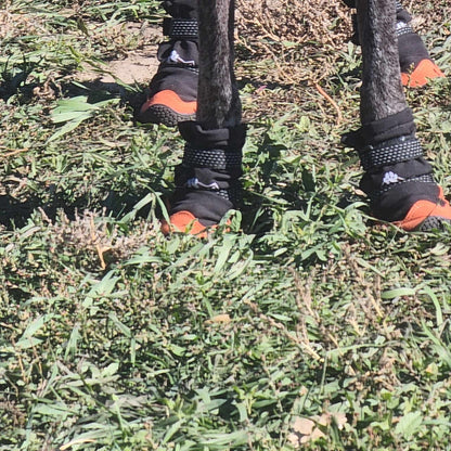 Close-up of Yokum Gear Dog Boots on a dog's front paws