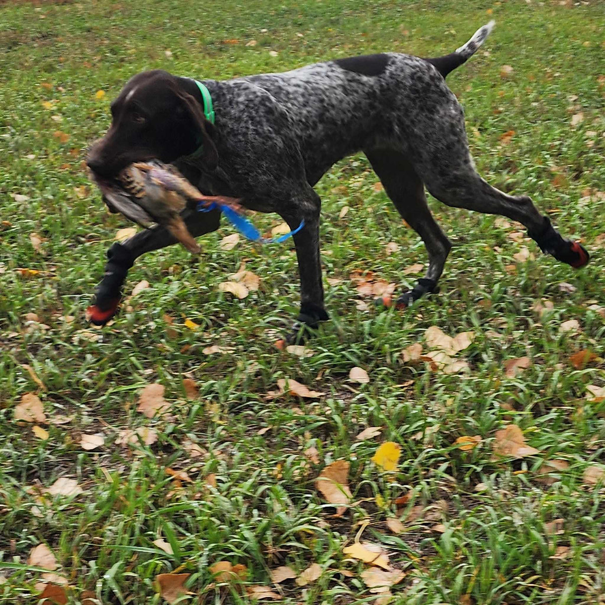 Pointer retrieving a bird in a field wearing Yokum Gear Dog Boots