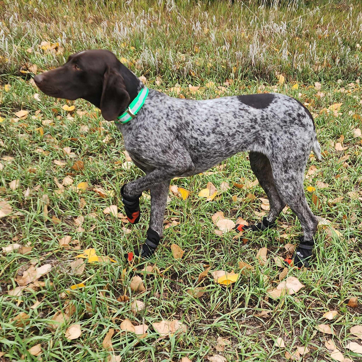 Pointer in a fall field wearing Yokum Gear Dog Boots